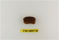 藏品(絨毛仿銀杏蟹)的圖片